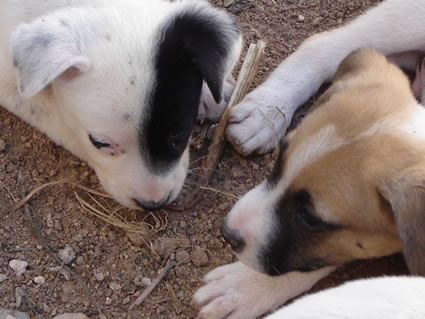 RAP Animal Rescue Cancun