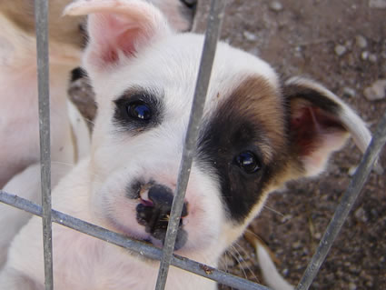 RAP Animal Rescue Cancun