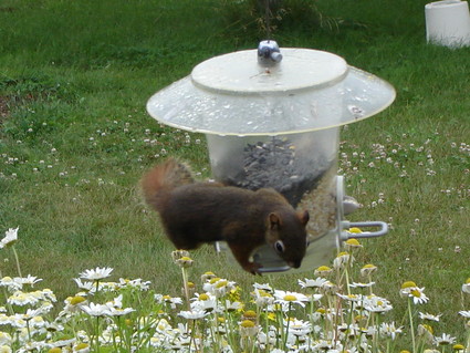 Red Squirrel Eating Bird Seed