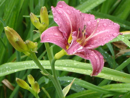 Maine Flowers - July 2007