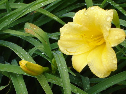 Maine Flowers - July 2007