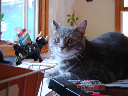 My Sister's Cat - July 2007