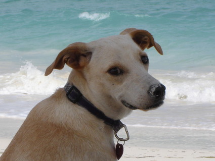 Sam the sandy man at Isla Blanca