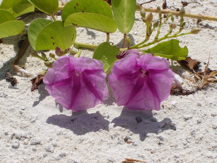 Puerto Cancun: Morning Glories