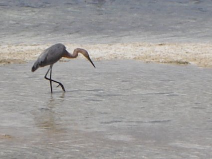 Puerto Cancun: Heron