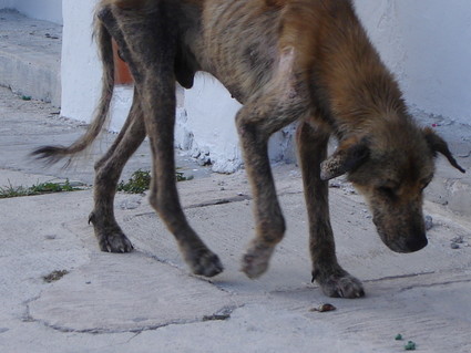 street dog Cancun Mexico