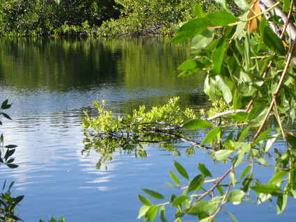Cenote in Sian Ka'an